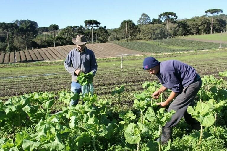 Imagem de compartilhamento para o artigo Agricultura familiar recebe investimento de 340,7 milhões em MS; aumento de 16% em relação à safra anterior da MS Todo dia